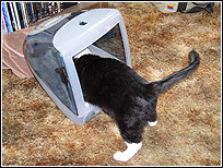 Cats and iMacs